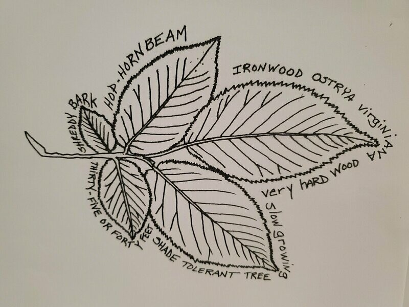 Ironwood