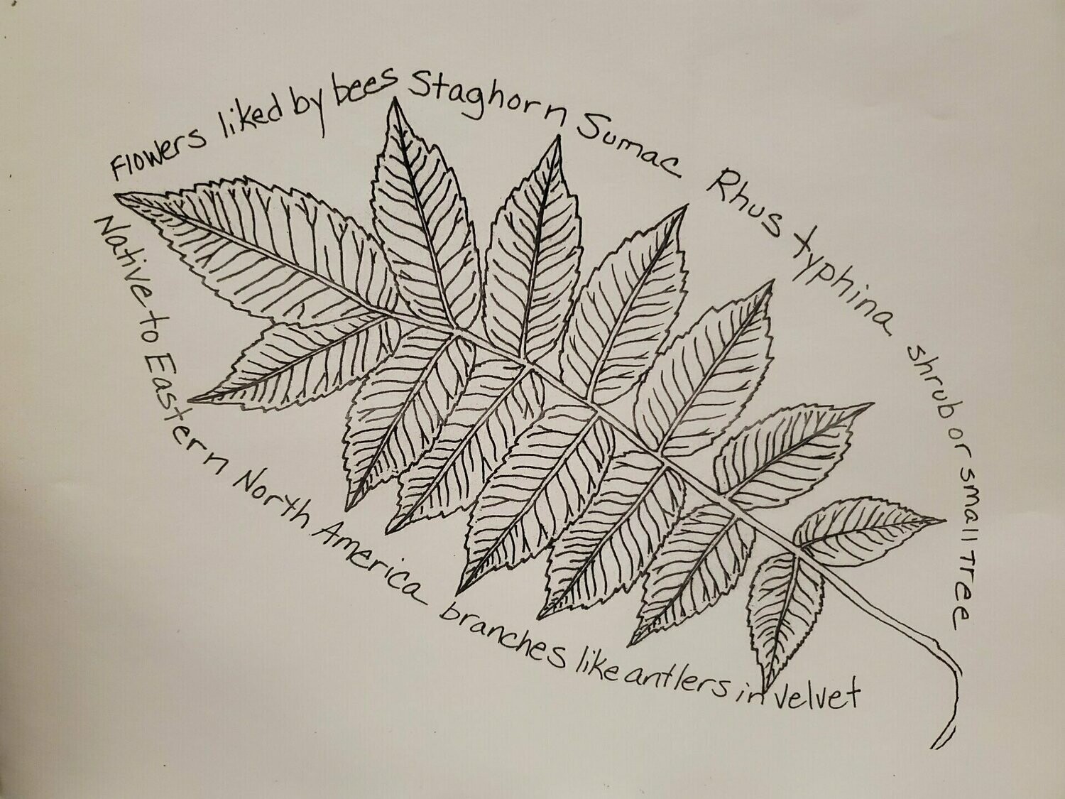 Staghorn Sumac