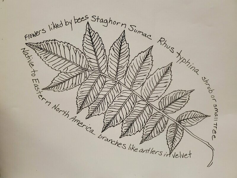 Staghorn Sumac
