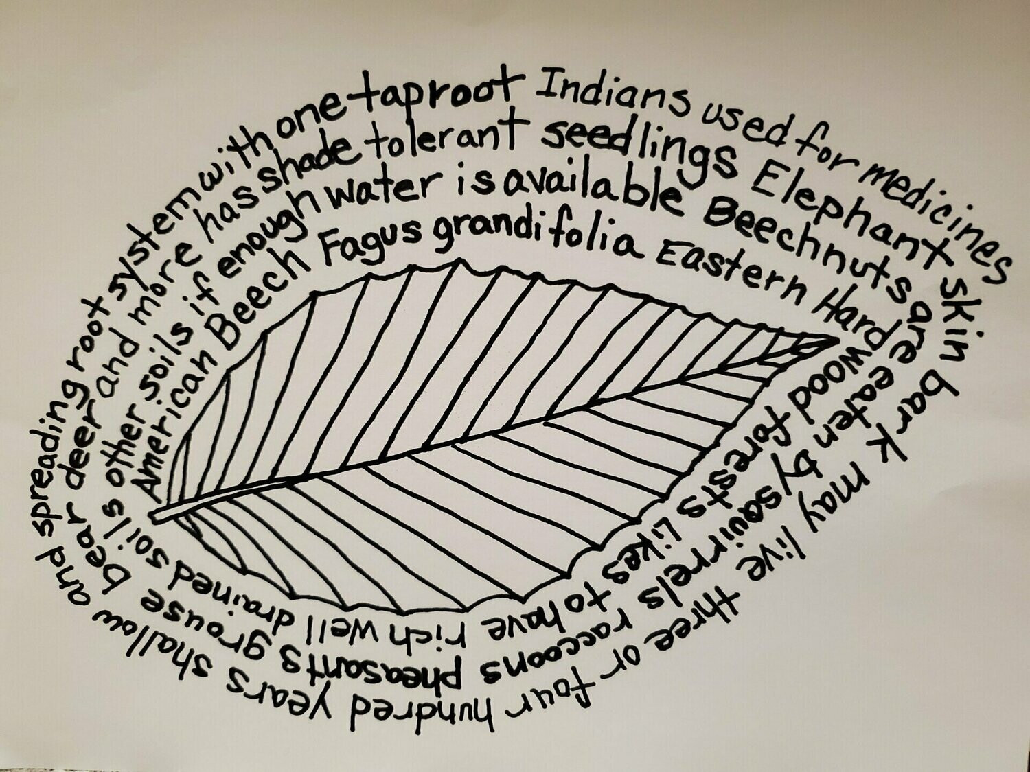 American Beech