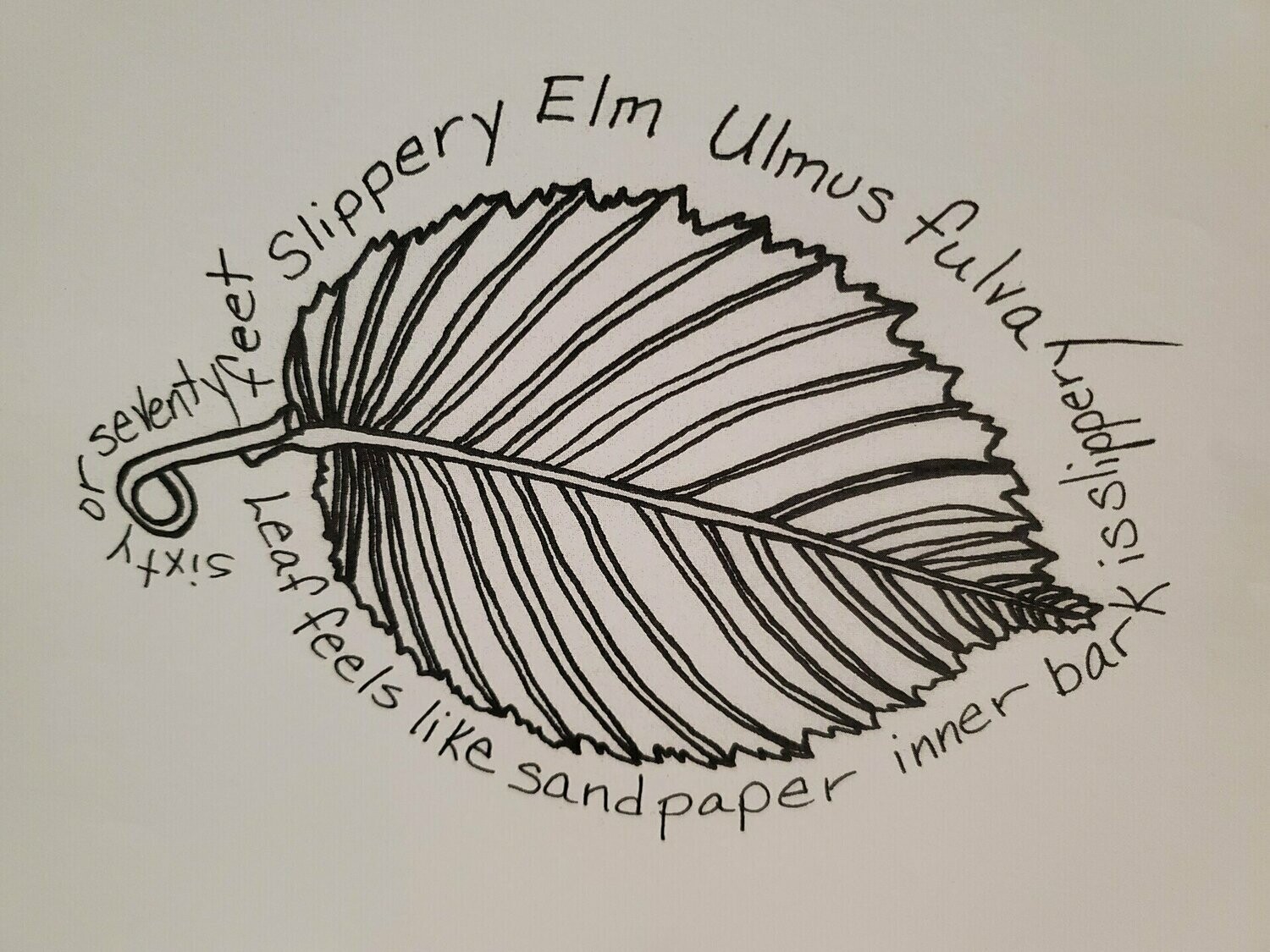 Slippery Elm