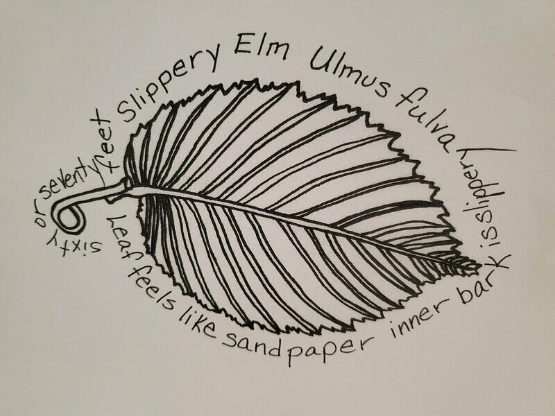 Slippery Elm