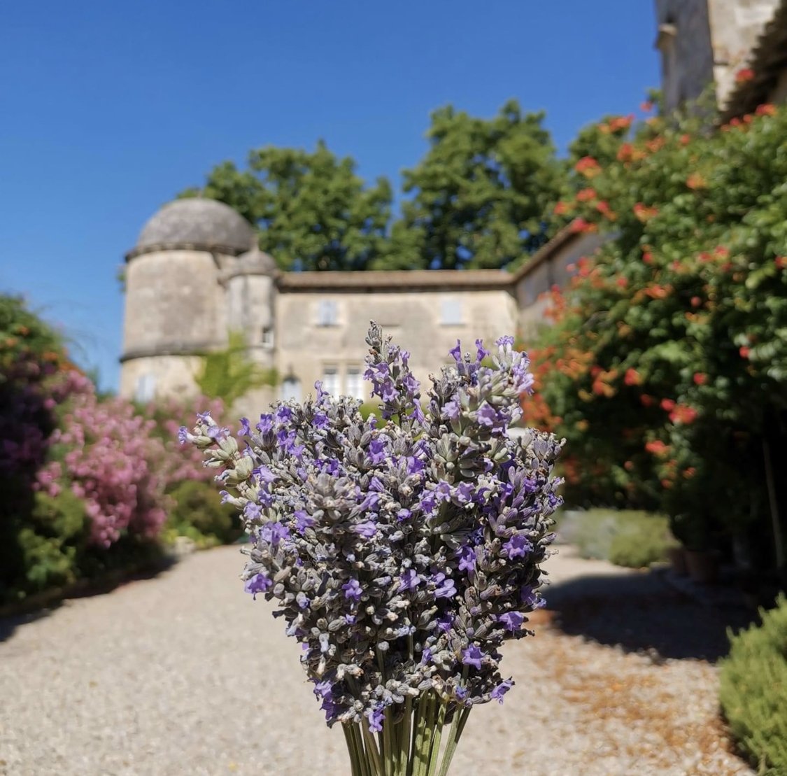 Picholine | 3 litres