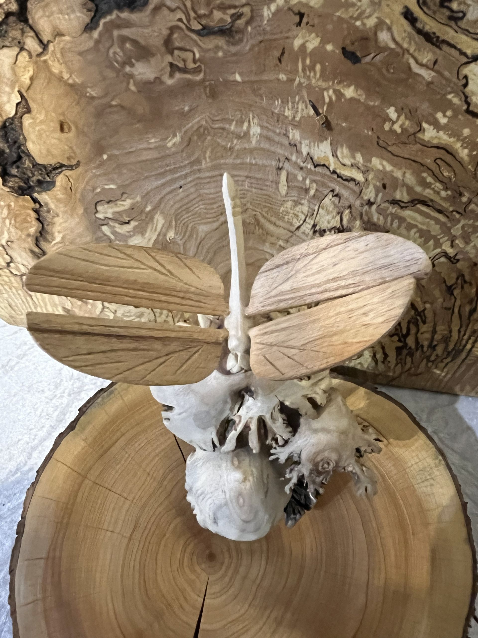 Mushrooms and Dragonfly on Parasitic Wood