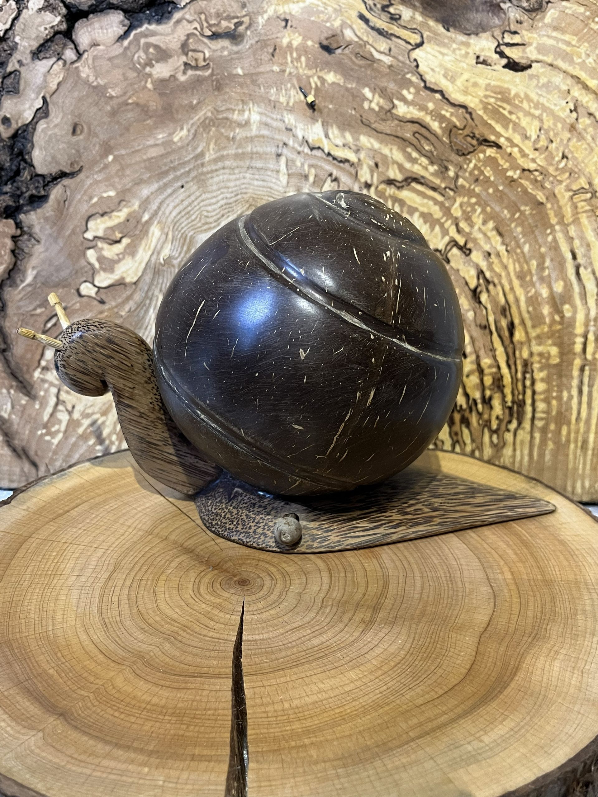 Coconut Shell Snail Coin Holder