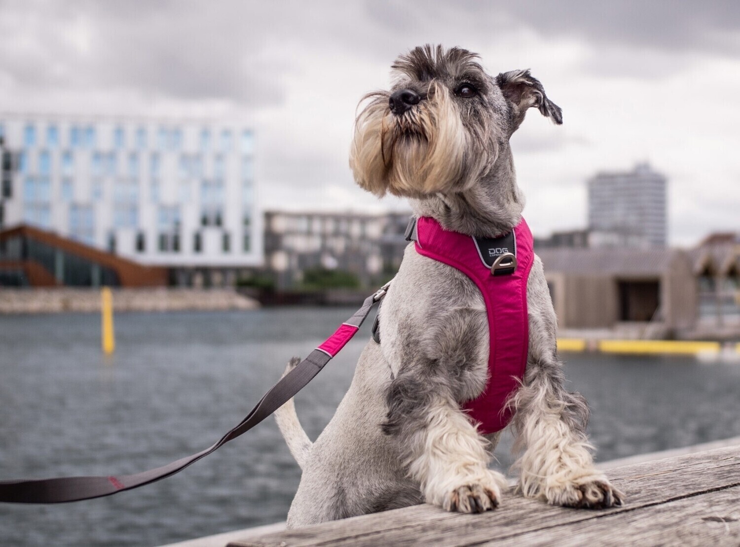 DOG Copenhagen Comfort Walk Pro sele