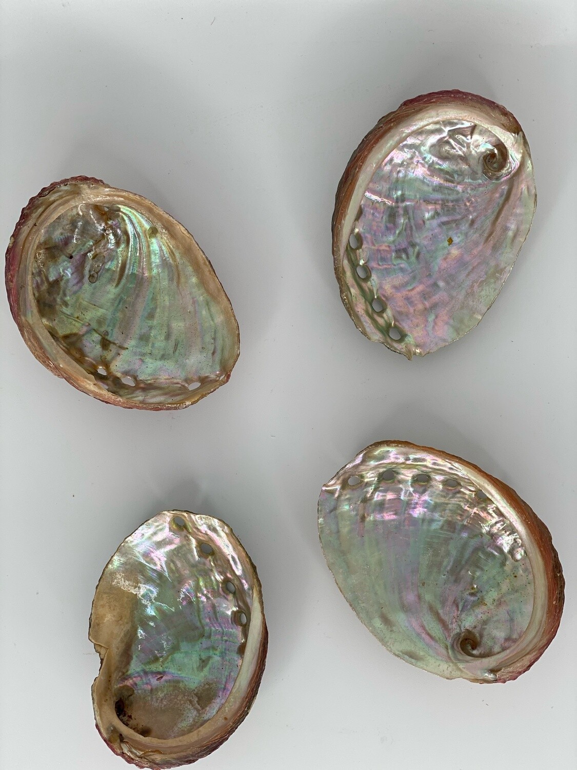 2 inch Abalone Shell