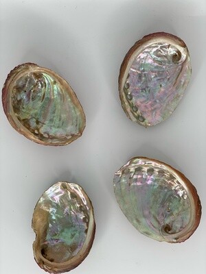2 inch Abalone Shell