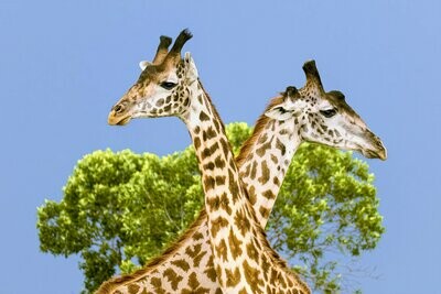 Crossed Neck Giraffes