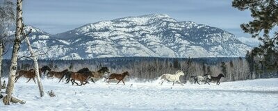 Glacer Horses (Panoramic)