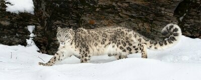Hunting Snow Leopard (Panoramic)