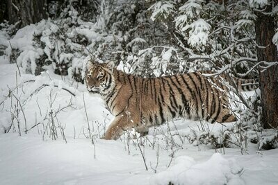 Stalking Siberian Tiger