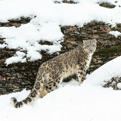 Snow Leopard on Slope (Square)
