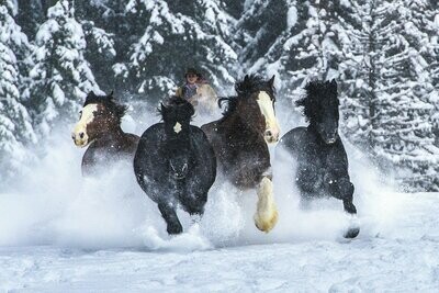 Montana Horses