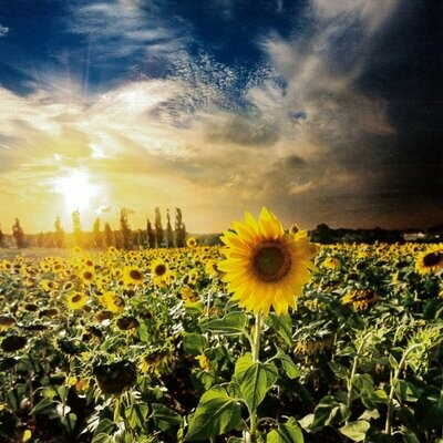 Field of Blossoming Sunflowers