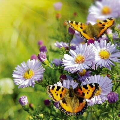 Two Butterflies on Flowers