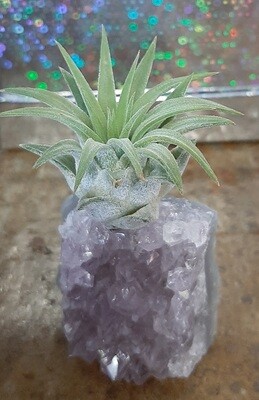Live airplant on amethyst crystal 