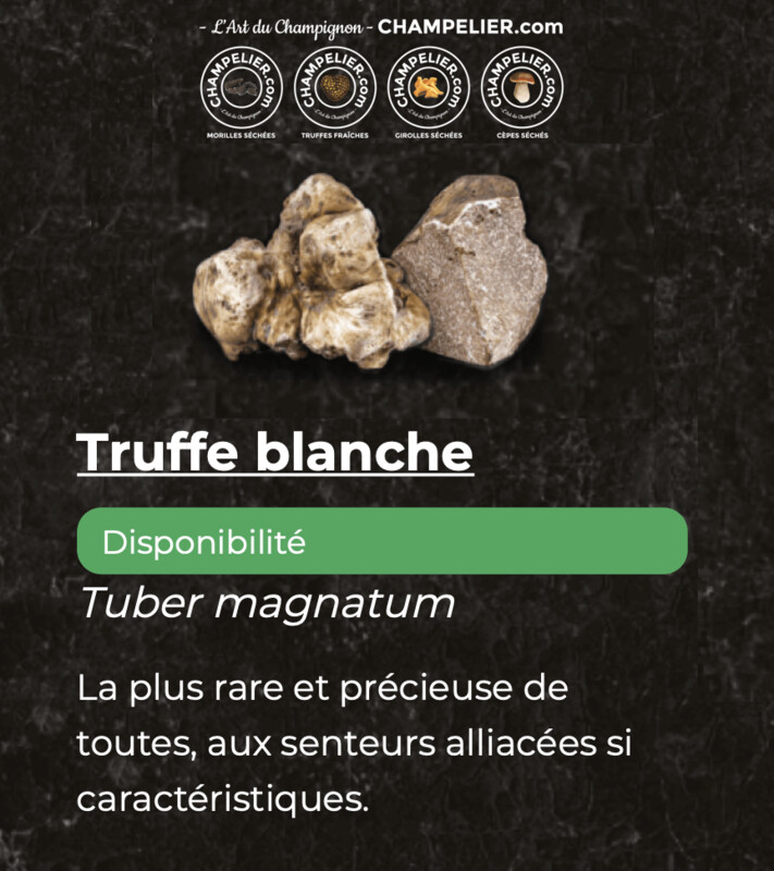 Truffe Fraiche entières Blanche d'Alba fraiche Tuber Magnatum Pico