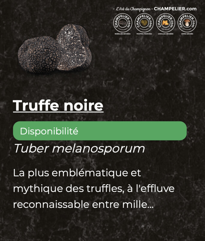 Truffe Fraiche Noire  Tuber Melanosporum Truffes entières