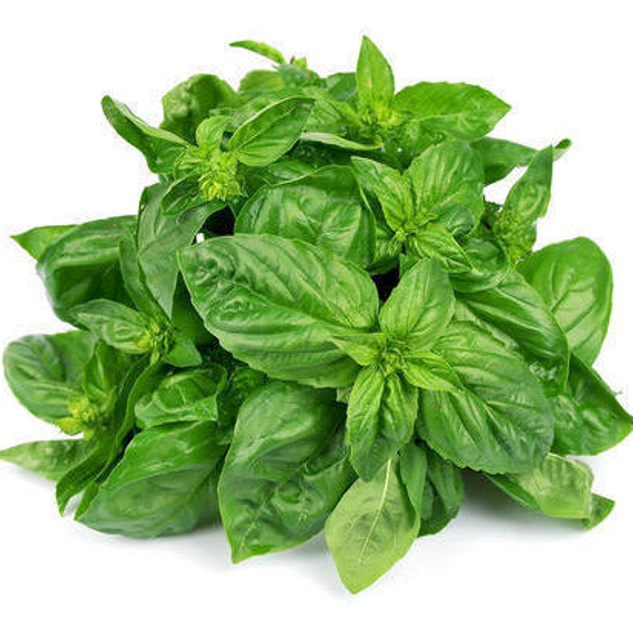Italian Basil