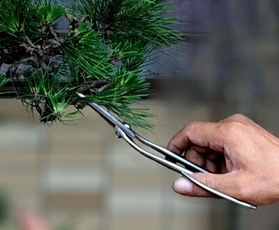 Bonsai Bending Shears