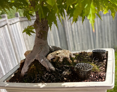 Bonsai Fertilizer Basket - Large