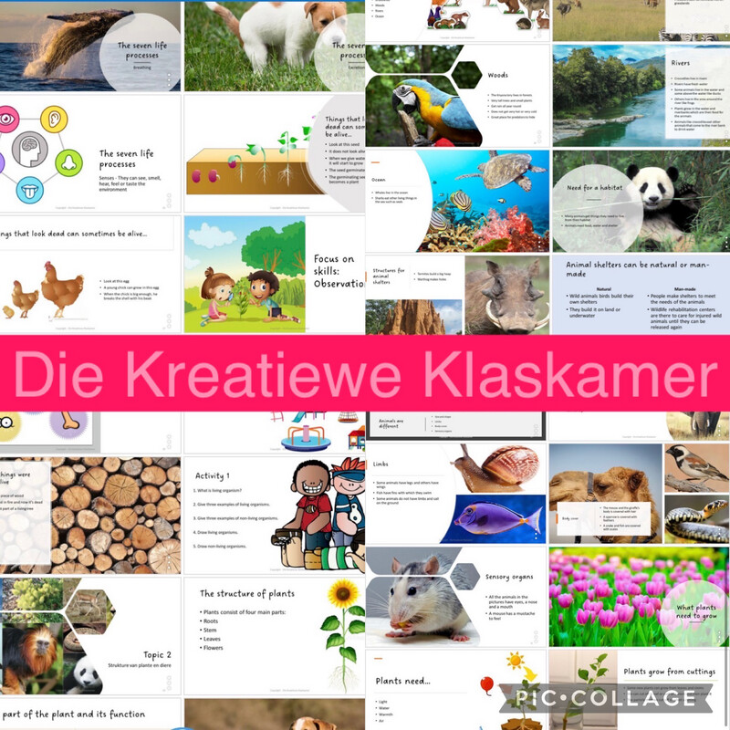 Natural Science Grade 4 Term 1 - PowerPoint