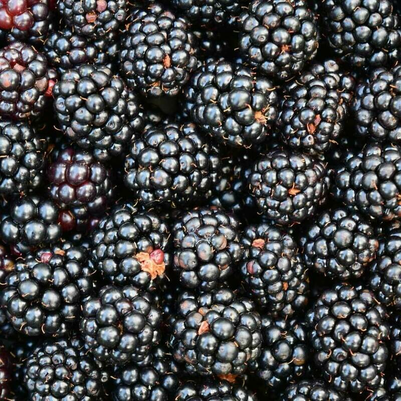 Blackberries