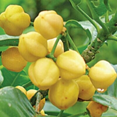 Native Lemon Aspen