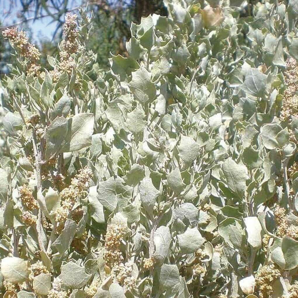 Native Saltbush