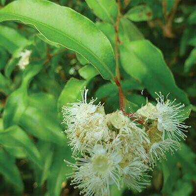 Native Aniseed Myrtle