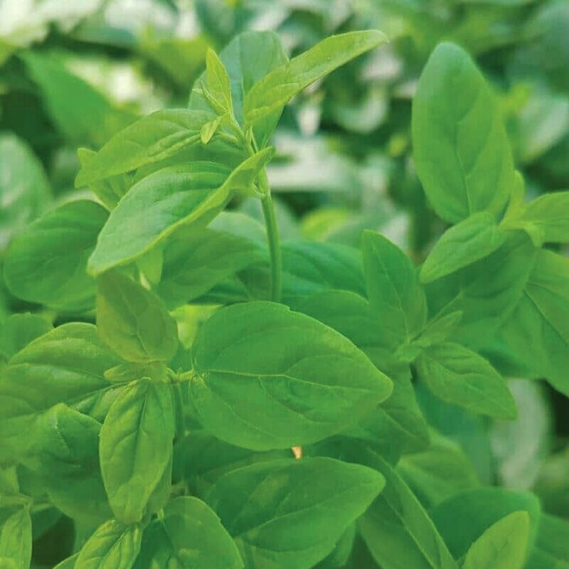 Native River Mint