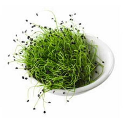 Micro Chives