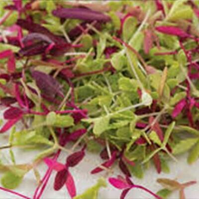 Micro Cut Salad Mix