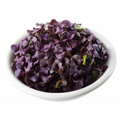 Micro Basil Purple