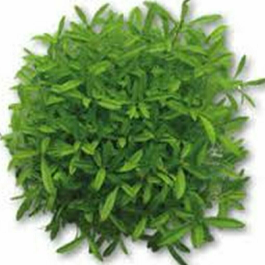 French Tarragon