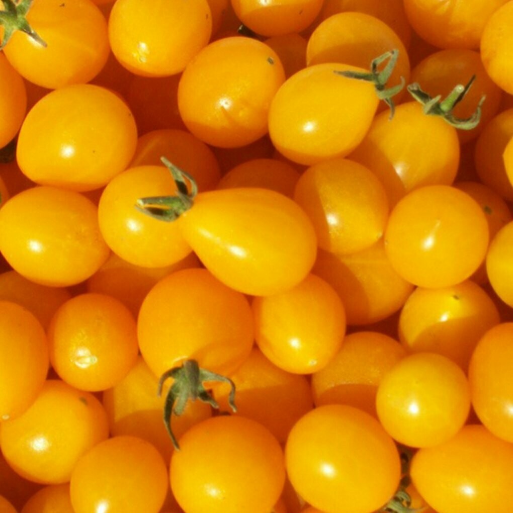 Tomato Grape Yellow