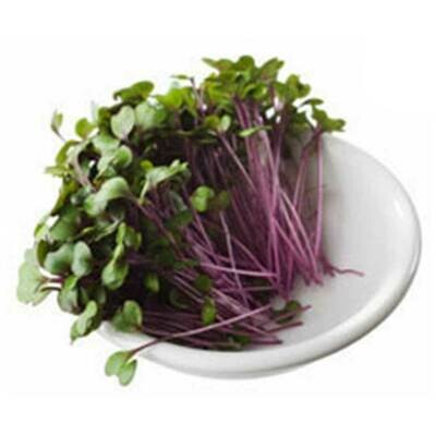 Micro Red Cabbage