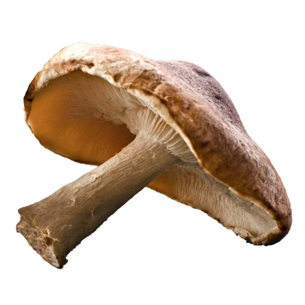 Mushroom Shitake