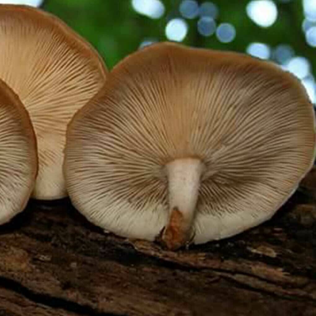 Mushroom Shitake Australian