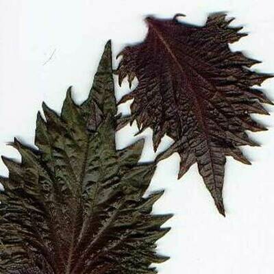 Shiso Leaf (Purple Parilla)