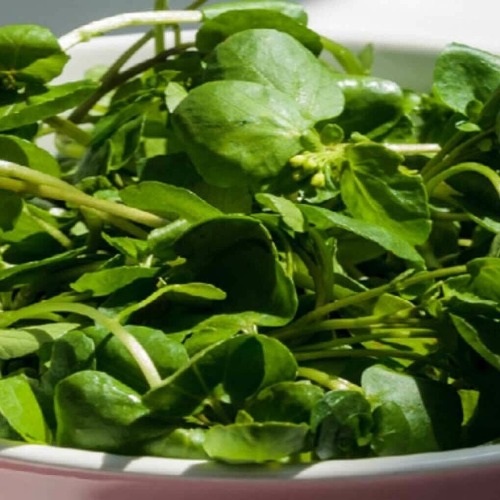 Cress Salad Mix