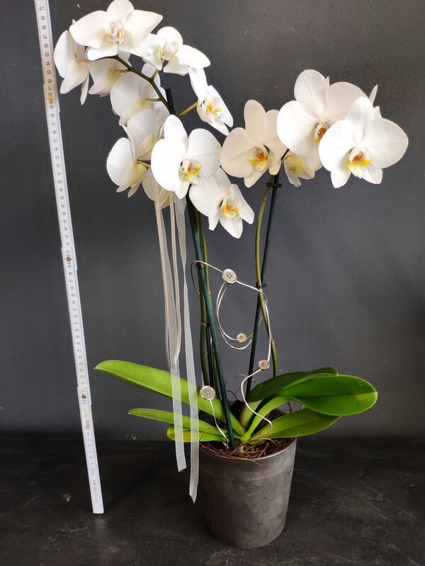 Orchidee dekoriert &quot;Standard&quot;