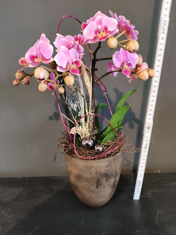 Orchidee dekoriert &quot;kompakt&quot;