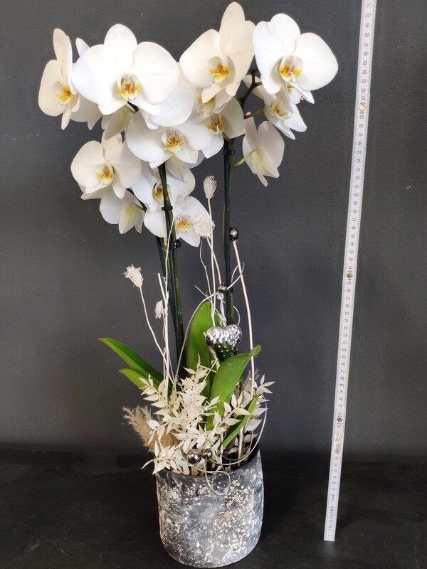 Orchidee dekoriert &quot;Exklusiv&quot;