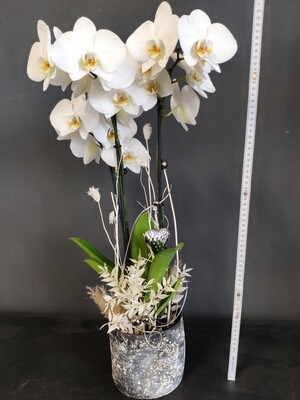 Orchidee dekoriert 