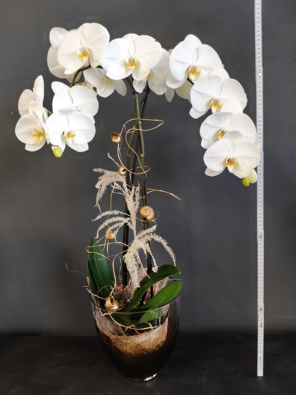 Orchidee &quot;XXL&quot;