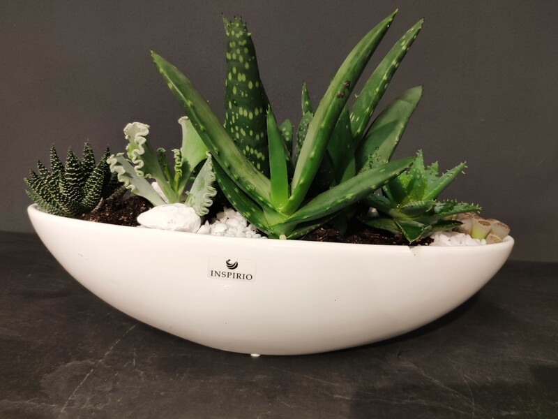 Arrangement &quot;Sukkulenten&quot; klein
