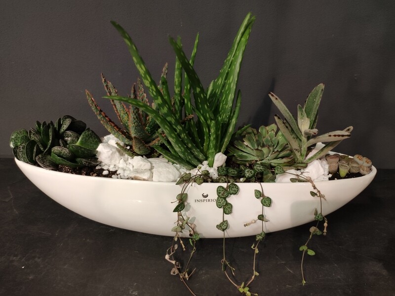 Arrangement &quot;Sukkulenten&quot; groß