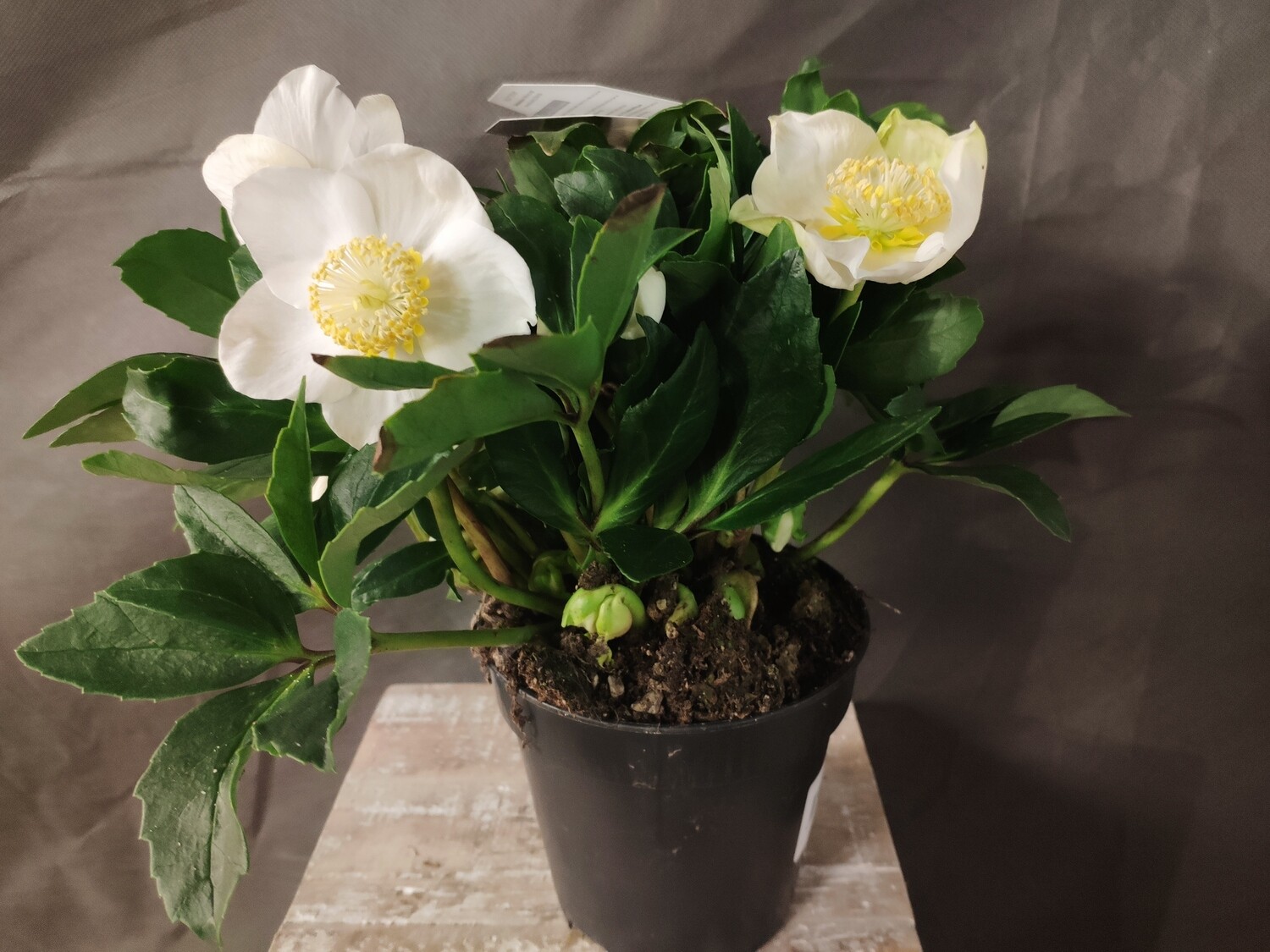 Lenzrose im Topf(23cm)